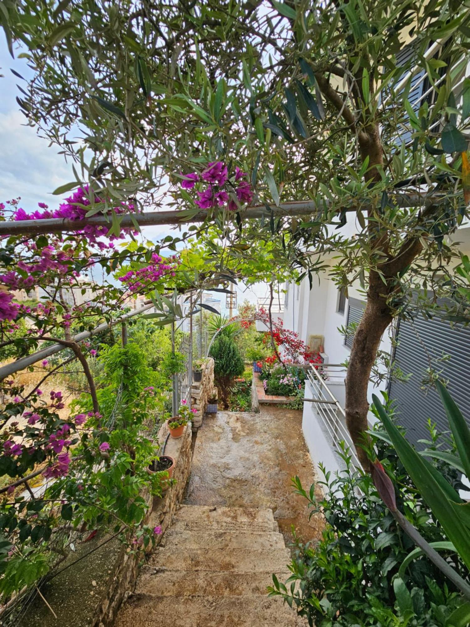 Nora's Sarandë